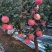 山坡的红富士苹果特别好吃甜