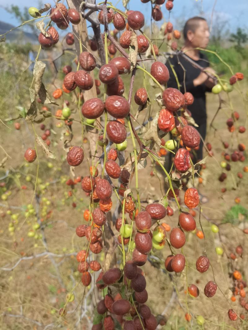 药用酸枣苗