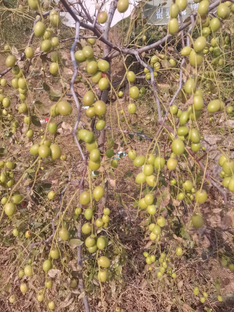 药用酸枣苗