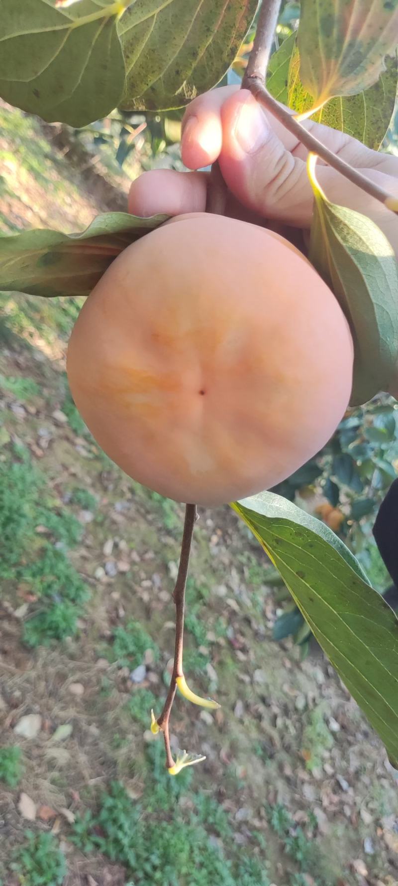 河北保定大量优质磨盘柿，柿子产地直发，可现场看货！