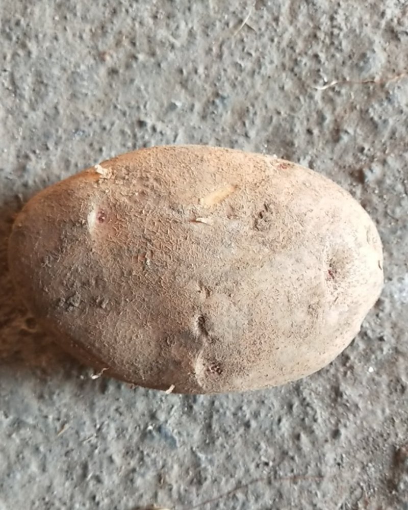 正规云贵乌蒙山米拉洋芋(土豆)
