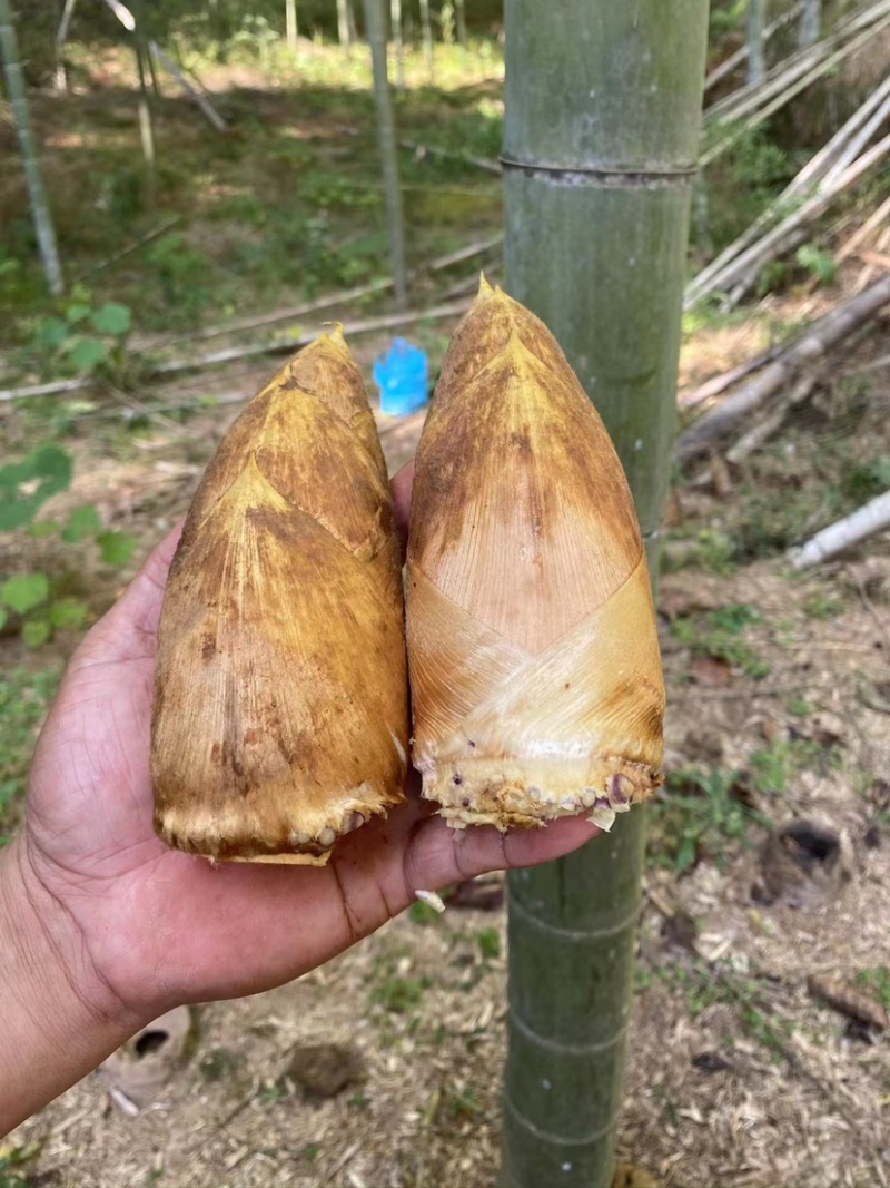 福建建瓯冬笋新鲜春笋现挖毛竹笋黄泥笋产地直发