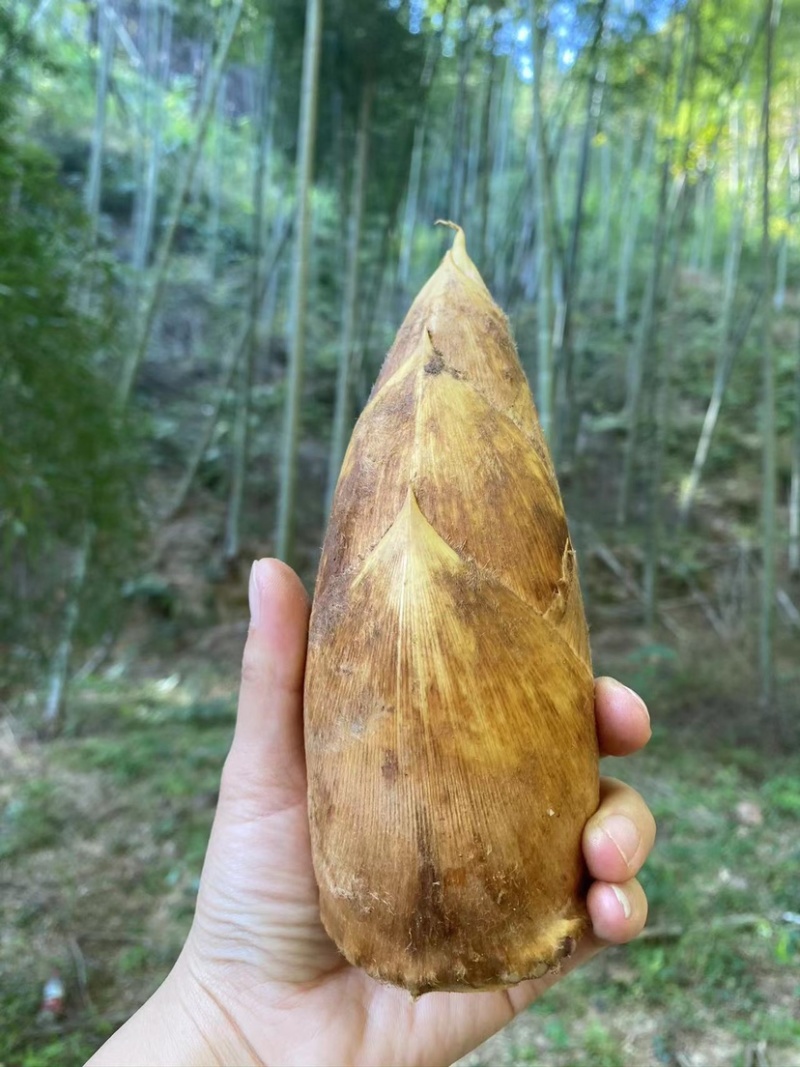 福建建瓯冬笋新鲜春笋现挖毛竹笋黄泥笋产地直发