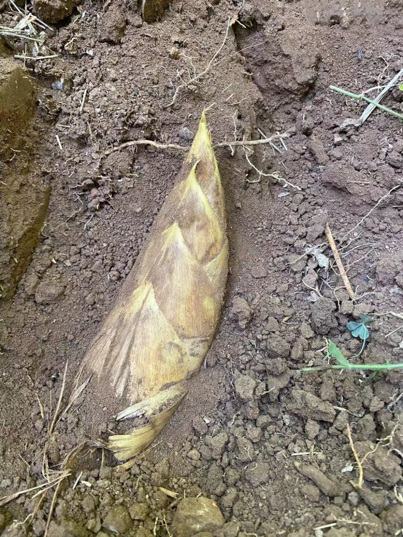 福建建瓯冬笋新鲜春笋现挖毛竹笋黄泥笋产地直发