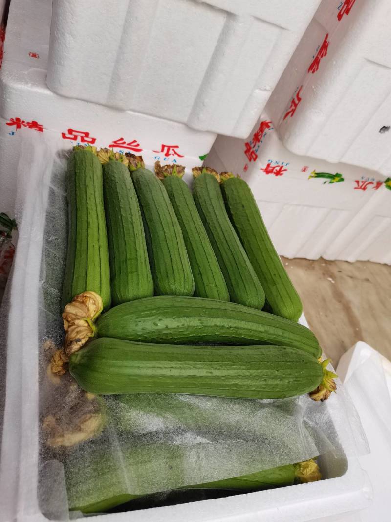 油皮丝瓜