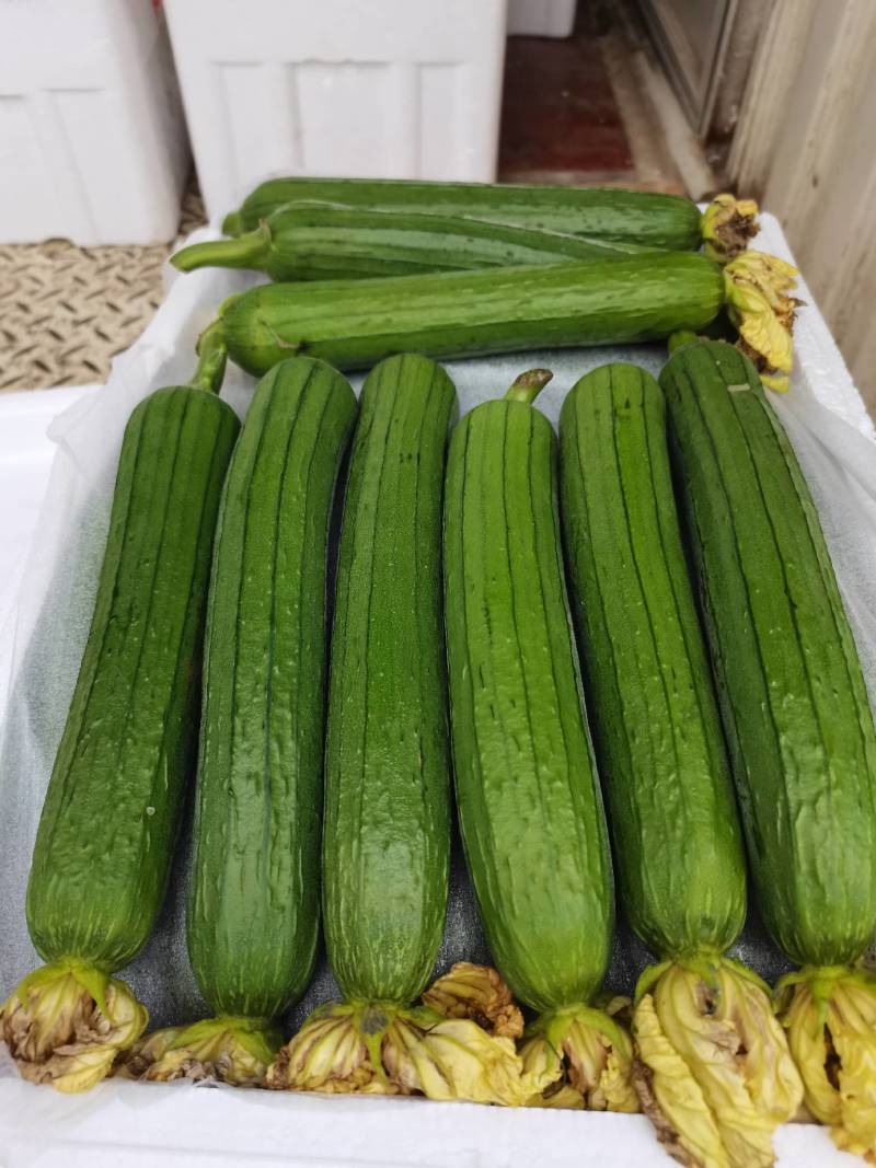 油皮丝瓜