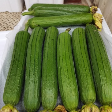 油皮丝瓜