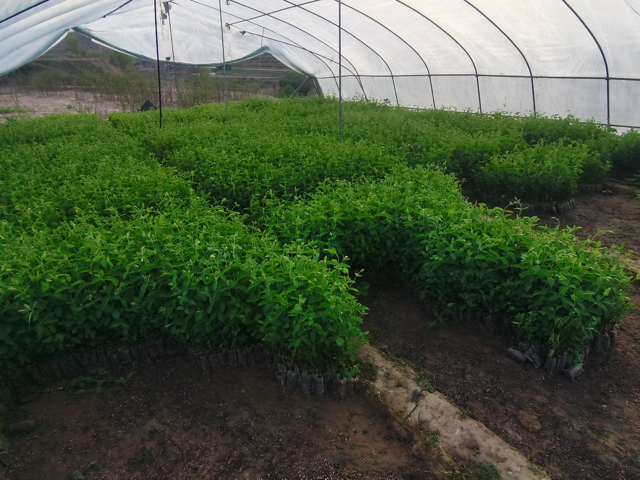 北方温室中八角金盘的生长状态,展示其在低温环境下的适应能力 八角金盘在北方温室中生长状态