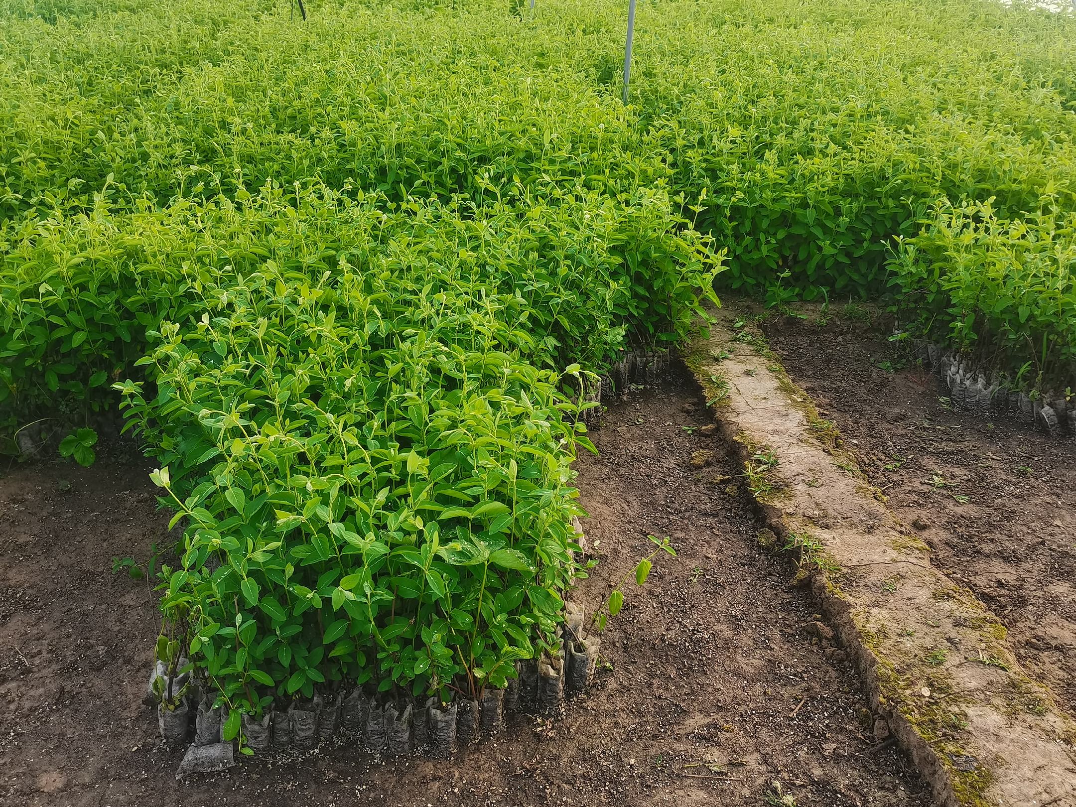 摩洛哥雏菊在不同地区种植适应性对比图,展示南北差异 摩洛哥雏菊在不同地区的种植对比图