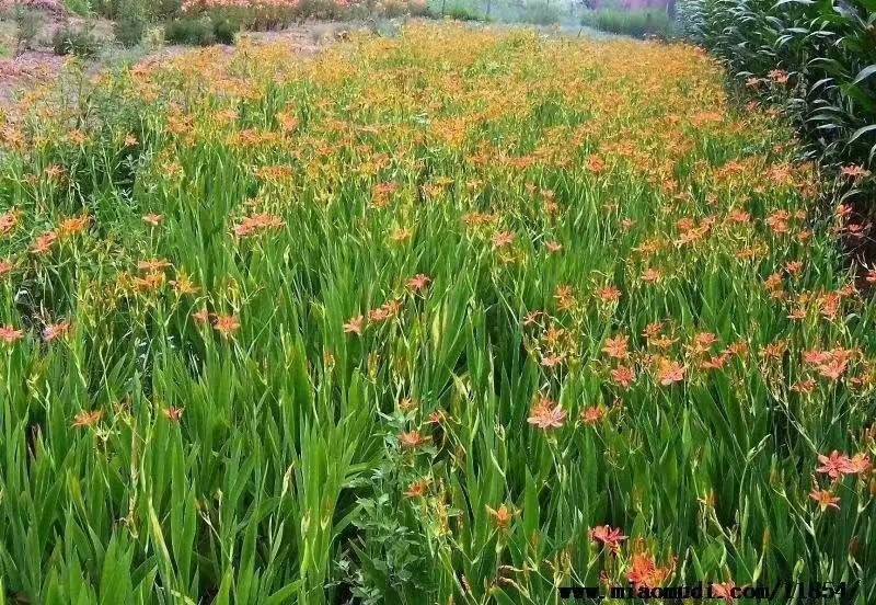 射干苗基地发货一手货源充足包技术包上车包大小都有价格优惠