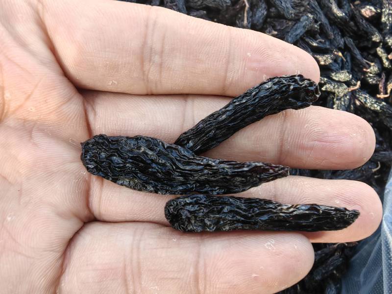 新疆葡萄干，蓝宝石葡萄干，蓝宝石源头葡萄干