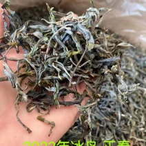 云南普洱茶正宗古树冰岛春茶