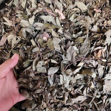 中药材饿蚂蝗保证质量批发零售