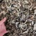 中药材饿蚂蝗保证质量批发零售