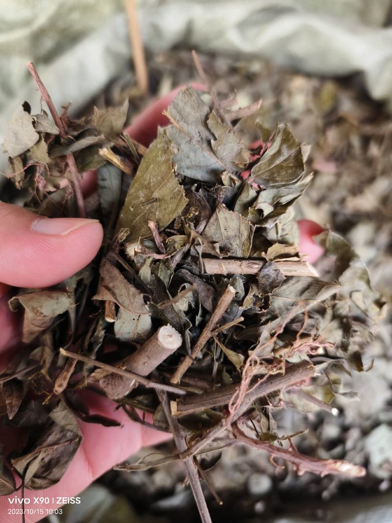 中药材饿蚂蝗保证质量批发零售