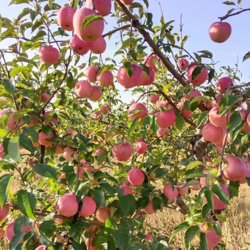 北镇寒富苹果