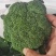 【推荐】开封精品西兰花基地直发万亩基地货源充足