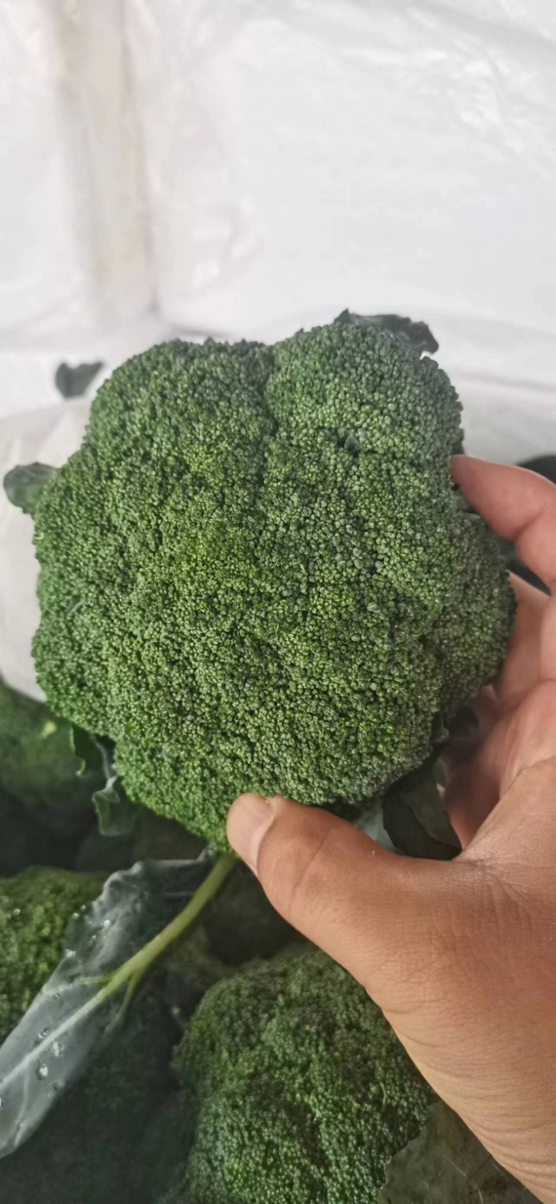 【推荐】开封精品西兰花基地直发万亩基地货源充足
