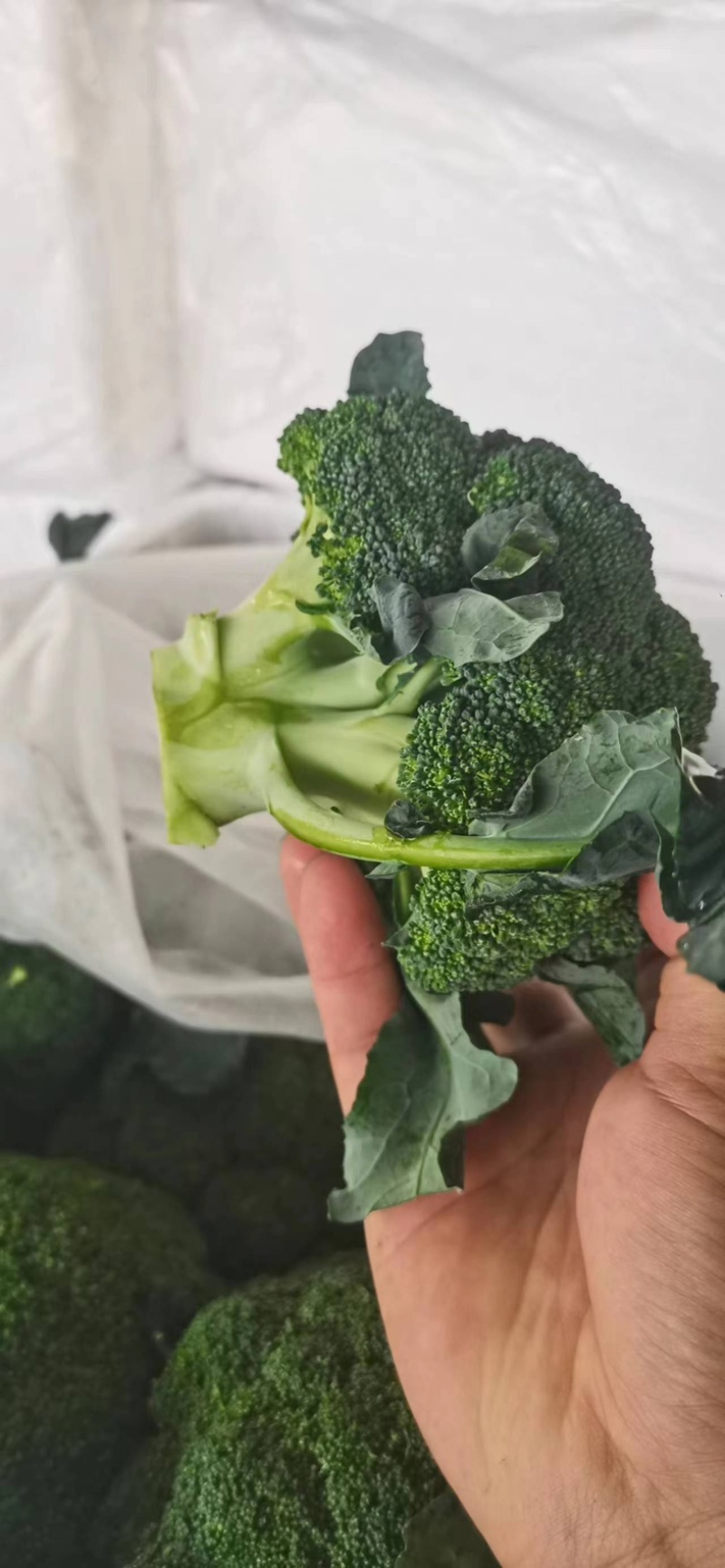 【推荐】开封精品西兰花基地直发万亩基地货源充足
