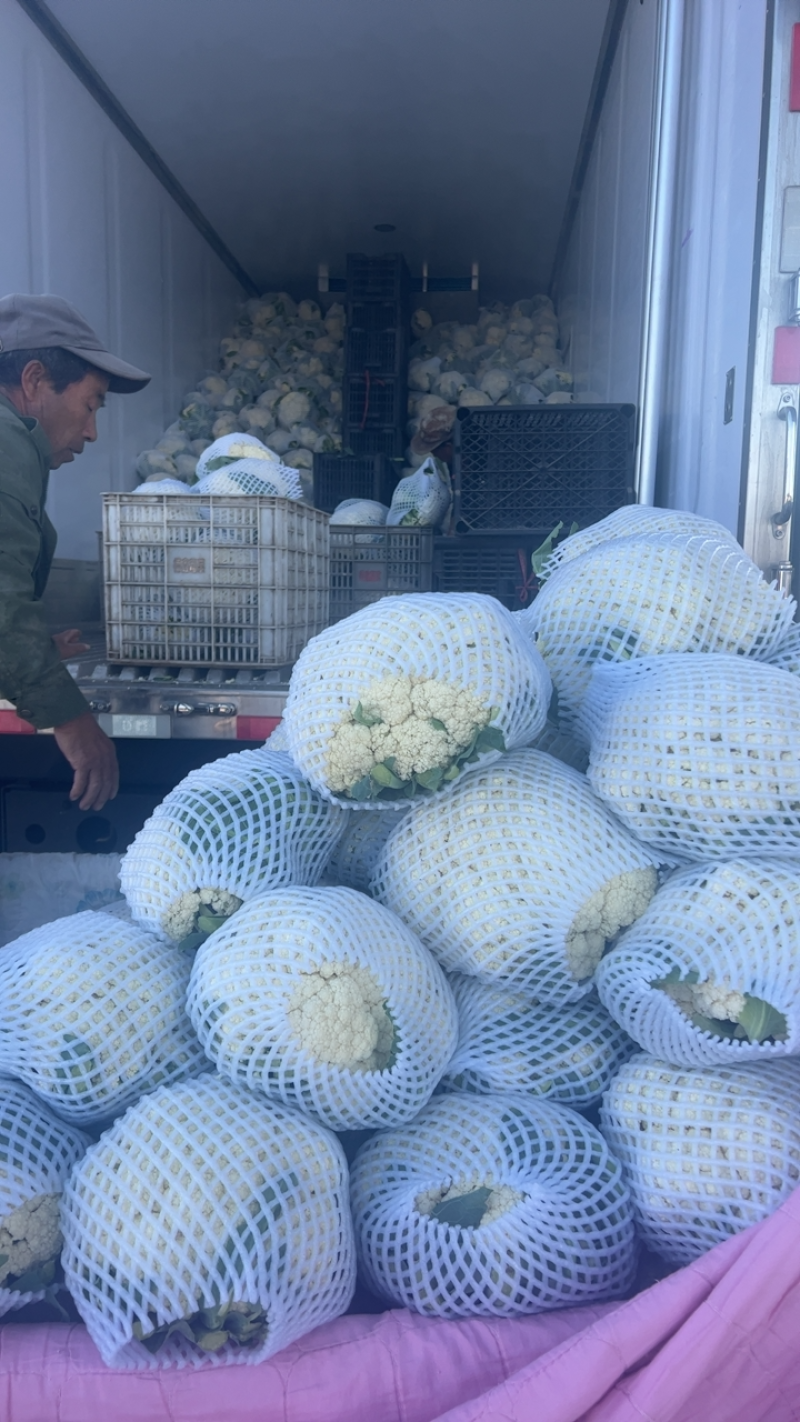 本地精品有机花大量上市，品质好价格合理有需要的联系我