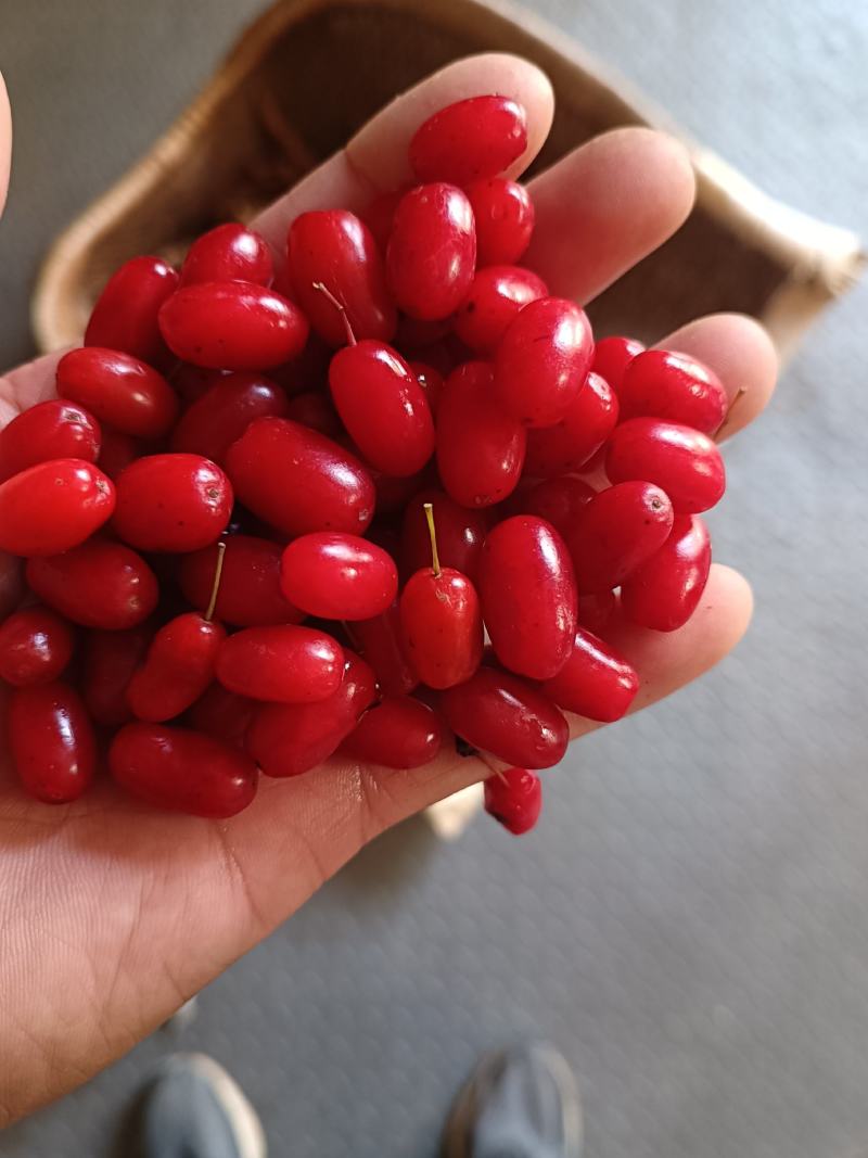 山萸肉山茱萸肉中药材原味无糖无添