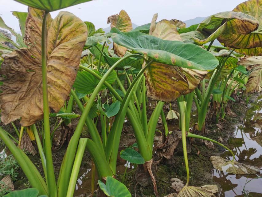 展示沙漠落日彩叶芋在田间整齐排列的种植场景,叶片色彩鲜艳,阳光下泛光,农田环境整洁有序 沙漠落日彩叶芋田间种植图