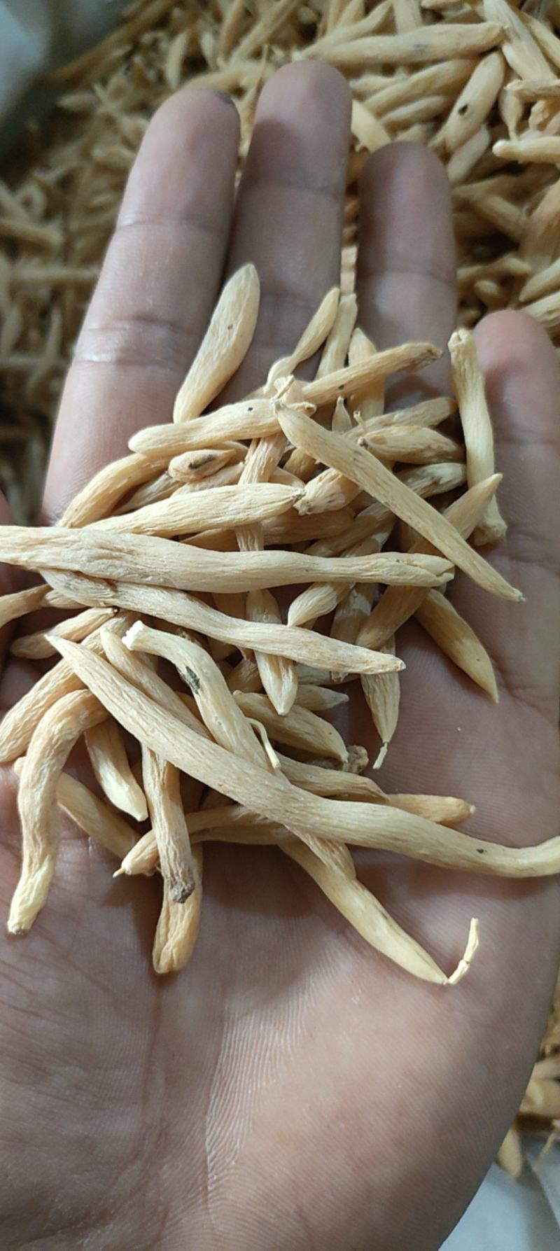 麦冬山东曹县麦冬质量保证