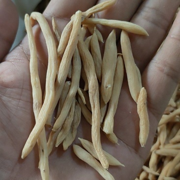 麦冬山东曹县麦冬质量保证