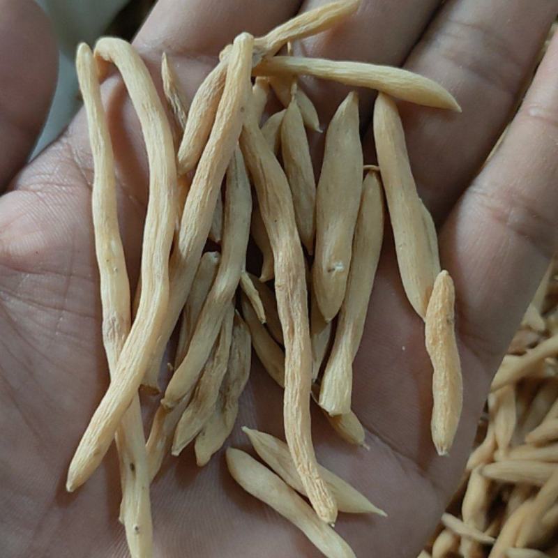 麦冬山东曹县麦冬质量保证