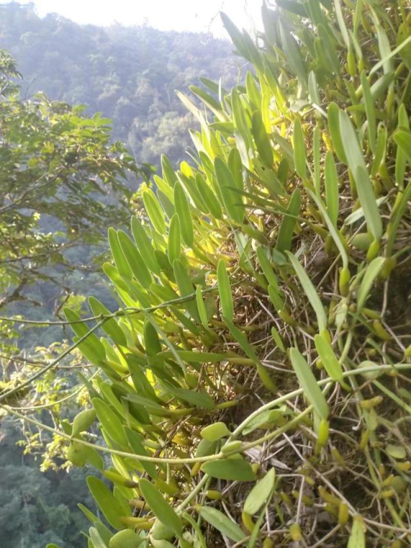 单叶石橄榄不苦不辣无杂味