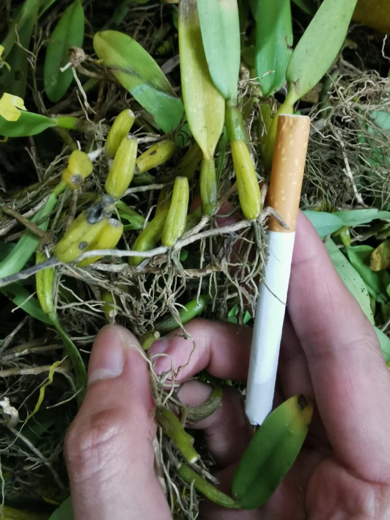 单叶石橄榄不苦不辣无杂味