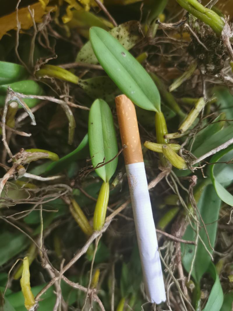 单叶石橄榄不苦不辣无杂味