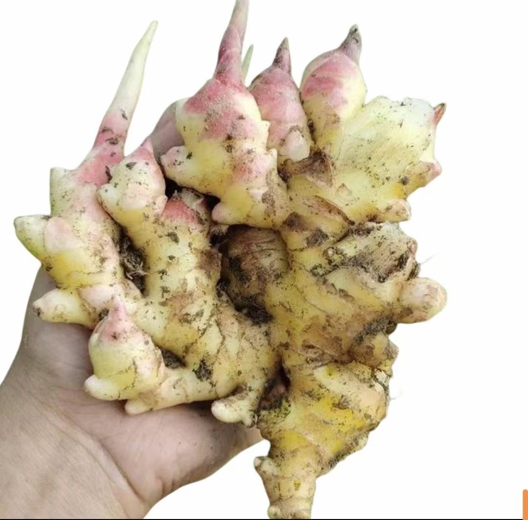 图片说明:左侧为新鲜的小黄姜(子姜),右侧为干燥的老姜,两者在颜色、质地和形态上有明显差异 子姜与老姜对比图