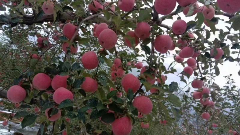 陕西洛川富士苹果大量上市产地直发保质保量欢迎致电