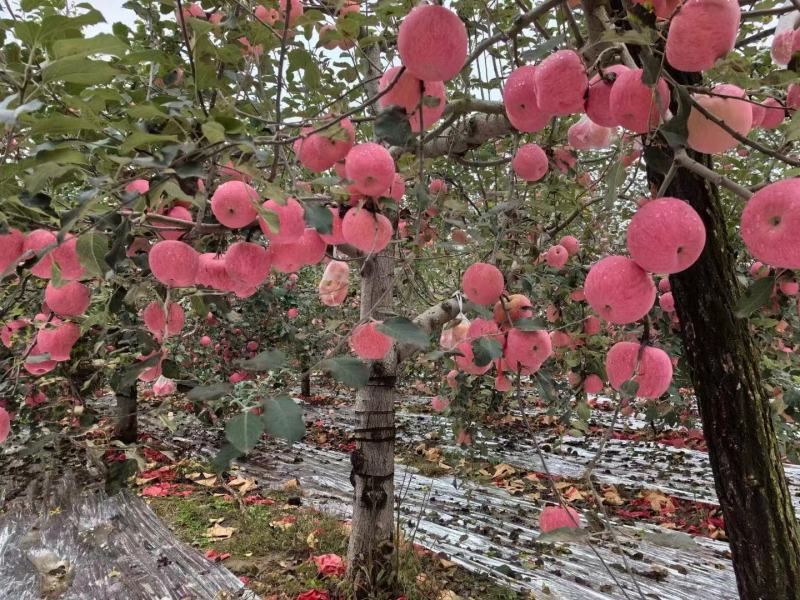 陕西洛川富士苹果大量上市产地直发保质保量欢迎致电