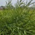 青海高原油菜籽