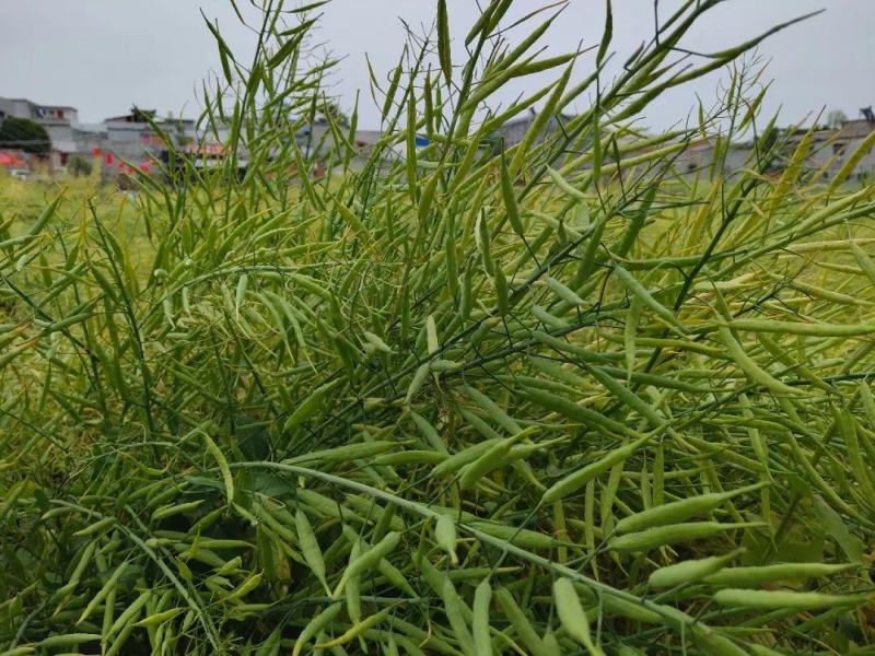 青海高原油菜籽