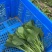 上海金山广东菜心青菜一手货源农户对接基地直供