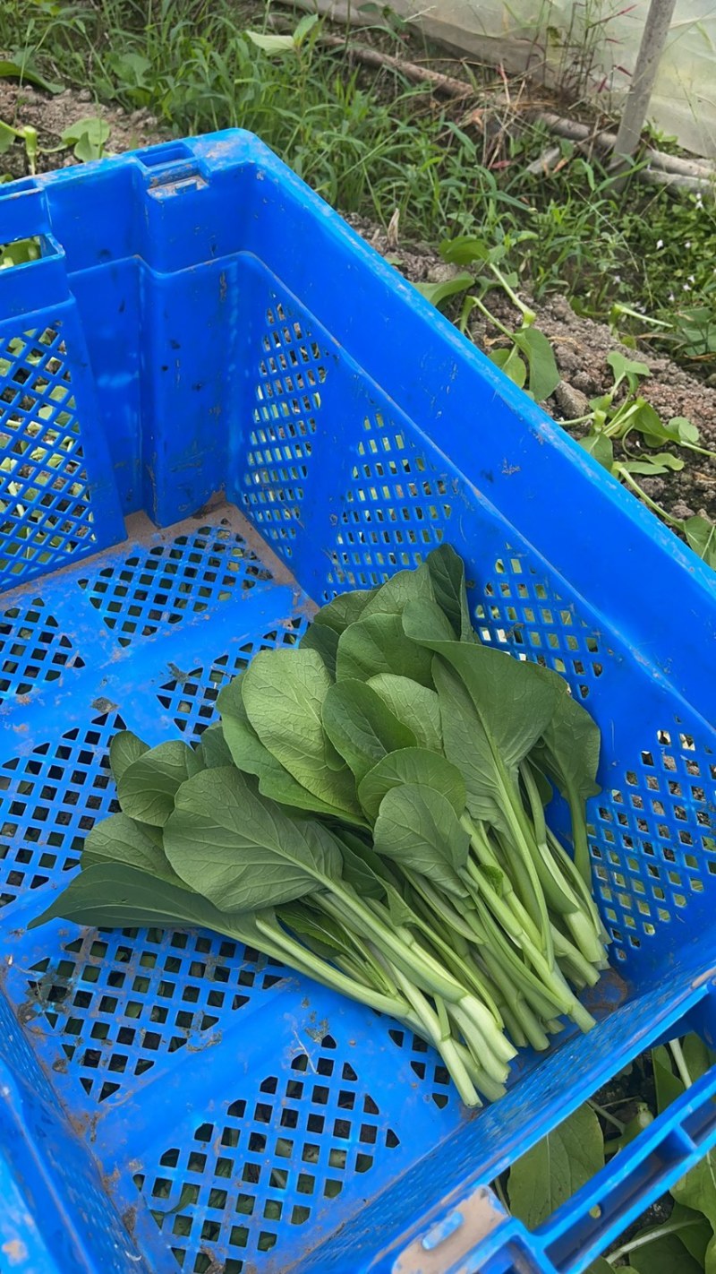 上海金山广东菜心青菜一手货源农户对接基地直供