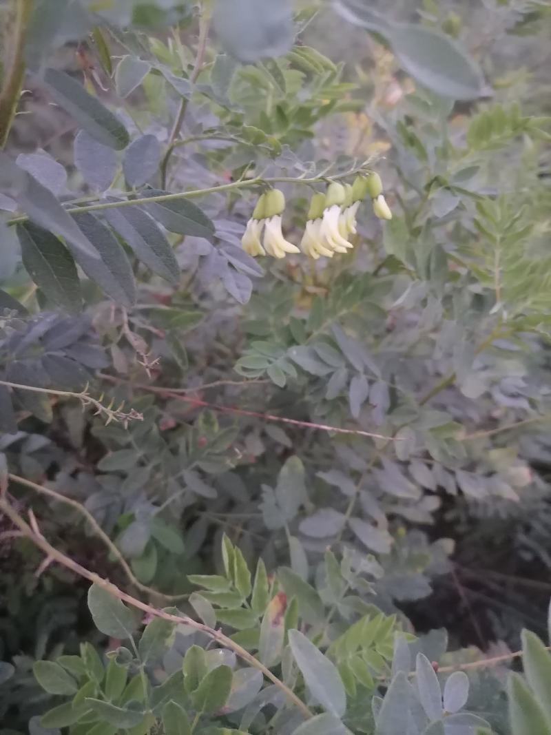 黄芪
