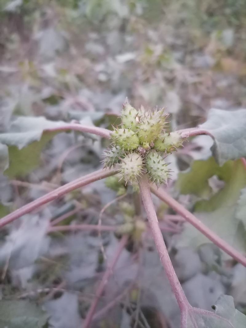 苍耳子