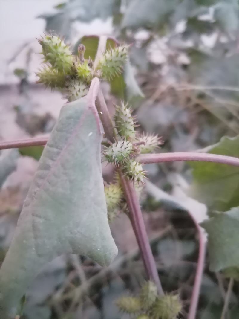 苍耳子