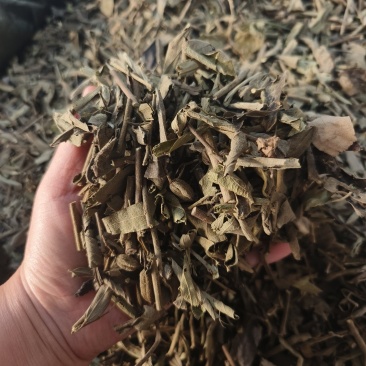 中药材小叶山芝麻山芝麻批发零售保证质量