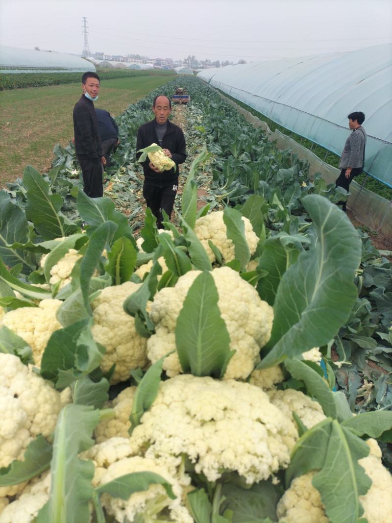 有机花菜，怀远县榴城镇张忠前家庭农场！欢迎光临！合作愉快