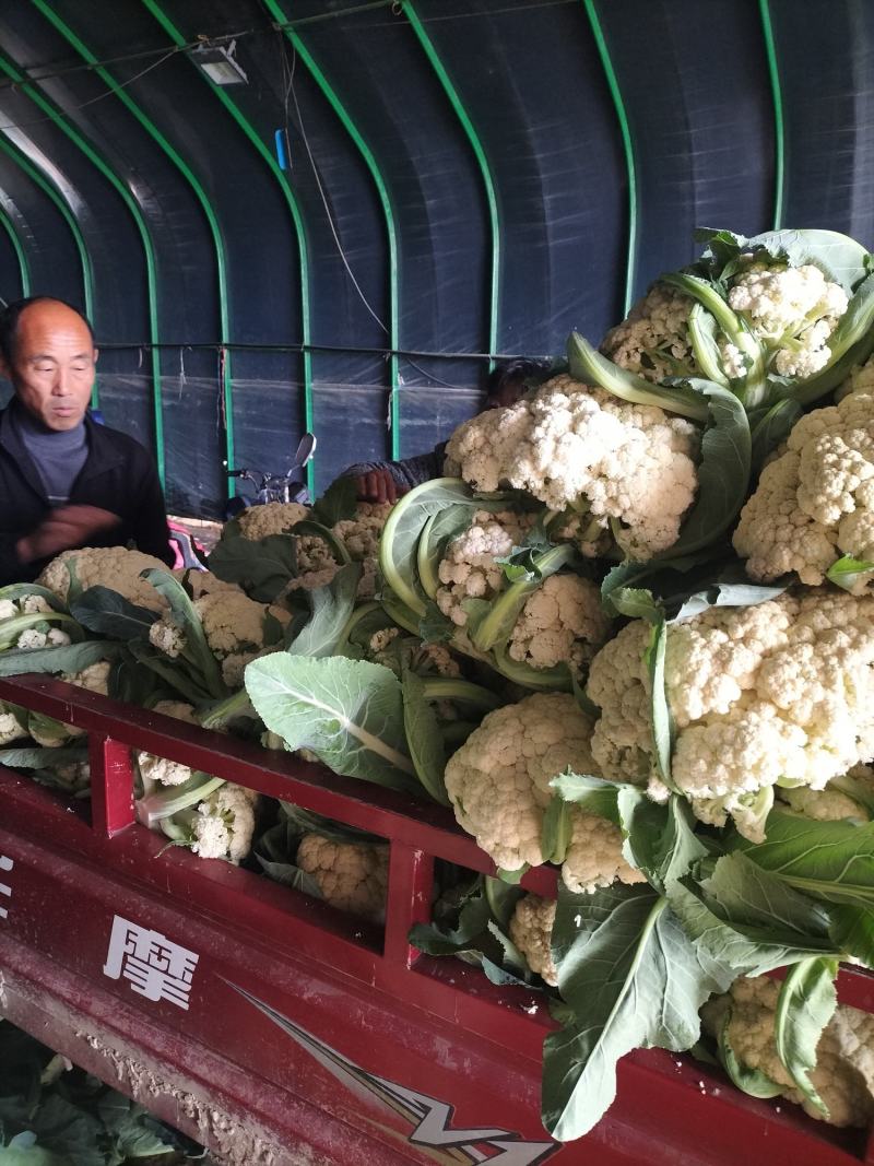 有机花菜，怀远县榴城镇张忠前家庭农场！欢迎光临！合作愉快