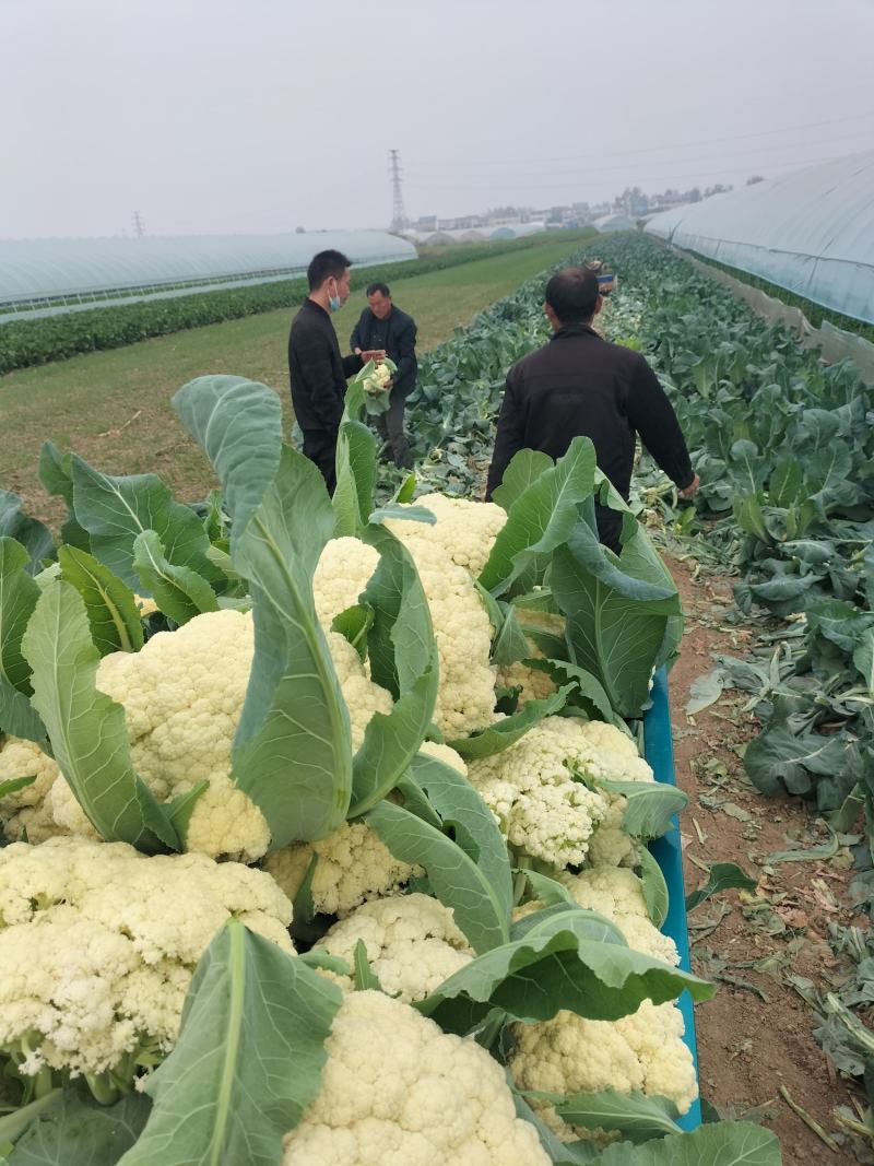 有机花菜，怀远县榴城镇张忠前家庭农场！欢迎光临！合作愉快