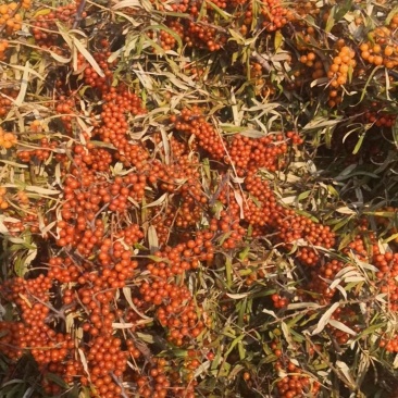 大量出售沙棘果