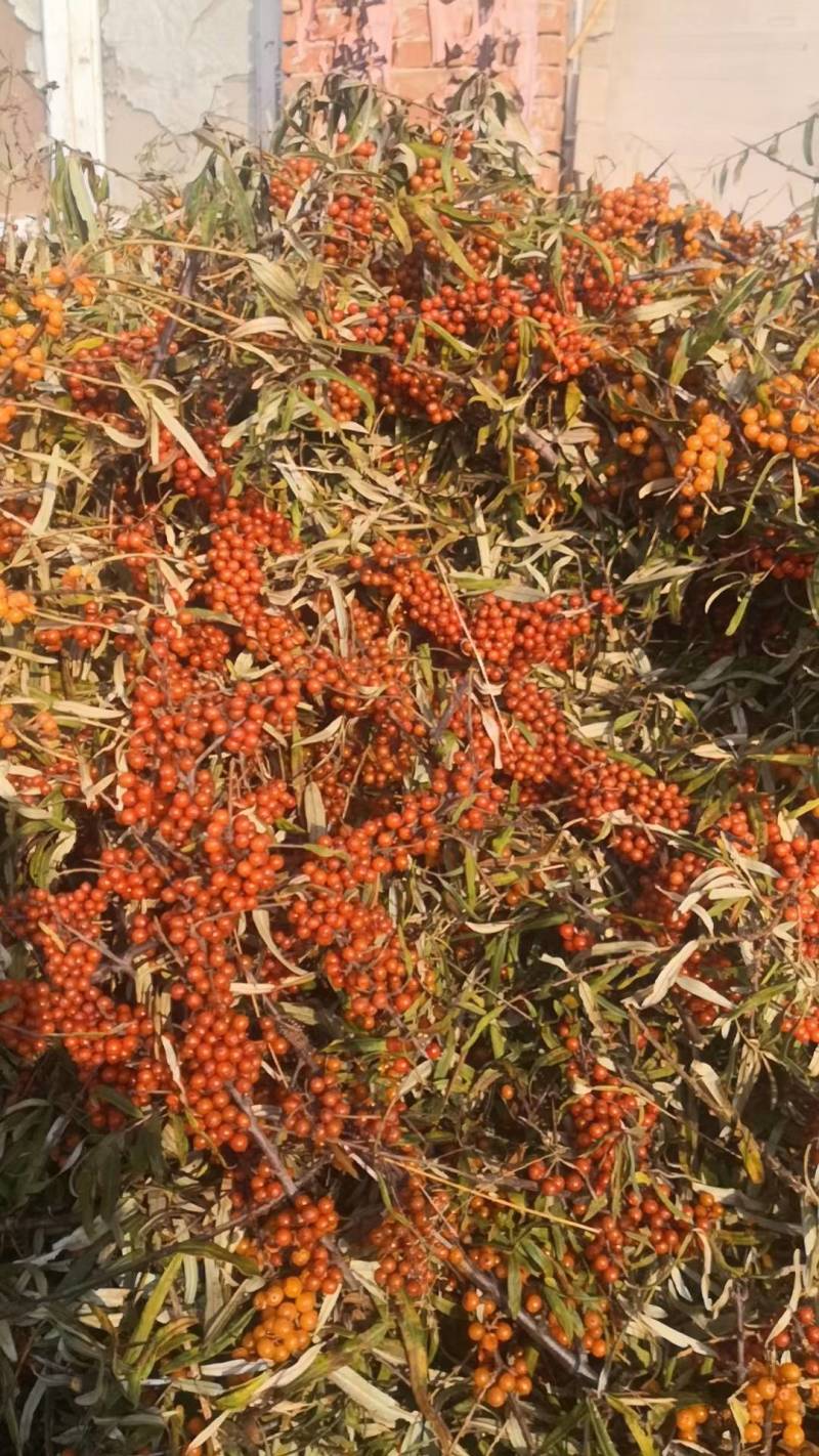 大量出售沙棘果