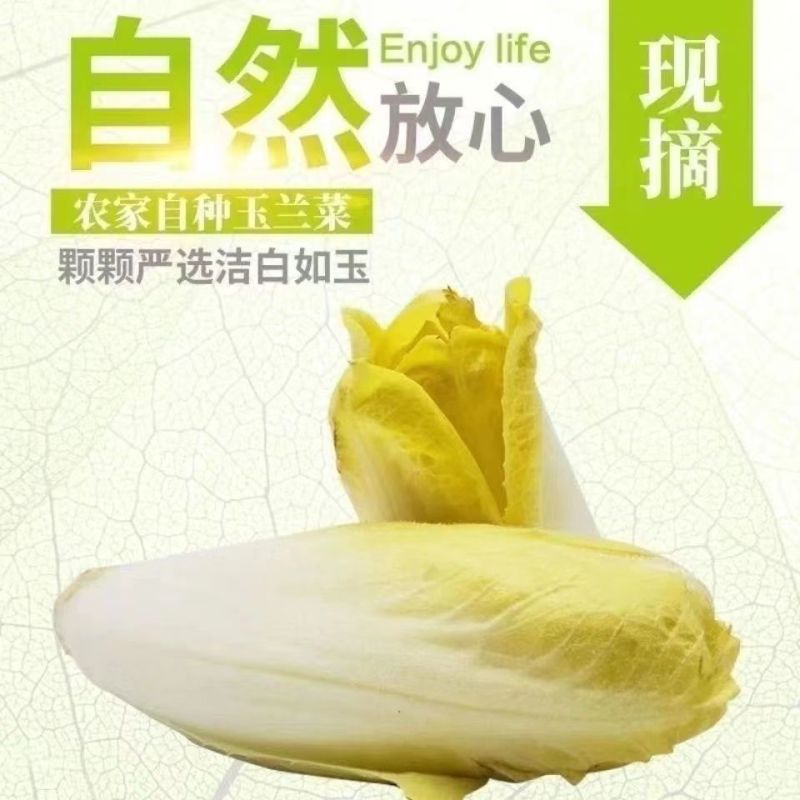 金玉兰菜种子菊苣菜王子菜营养软化菊苣多年生当季蔬菜种子大