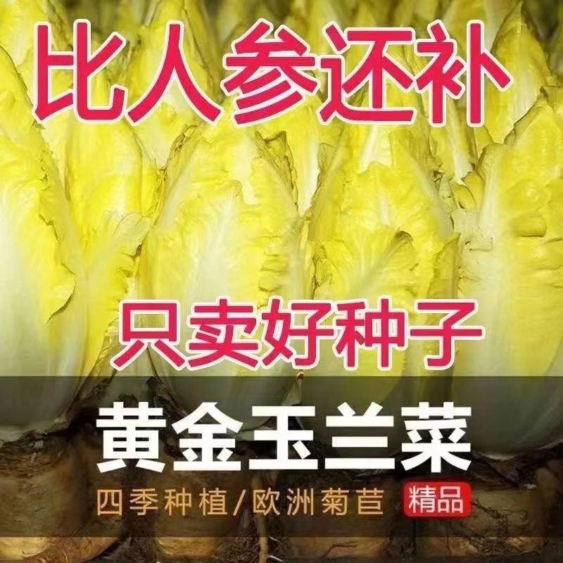 金玉兰菜种子菊苣菜王子菜营养软化菊苣多年生当季蔬菜种子大